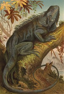 Iguana